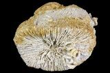 Jurassic Coral Colony (Montlivaltia) Fossil - Germany #157310-2